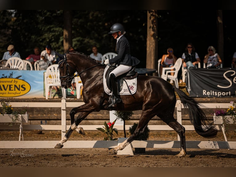 Rijnlander Merrie 4 Jaar 172 cm Zwartbruin in VlothoVltoh