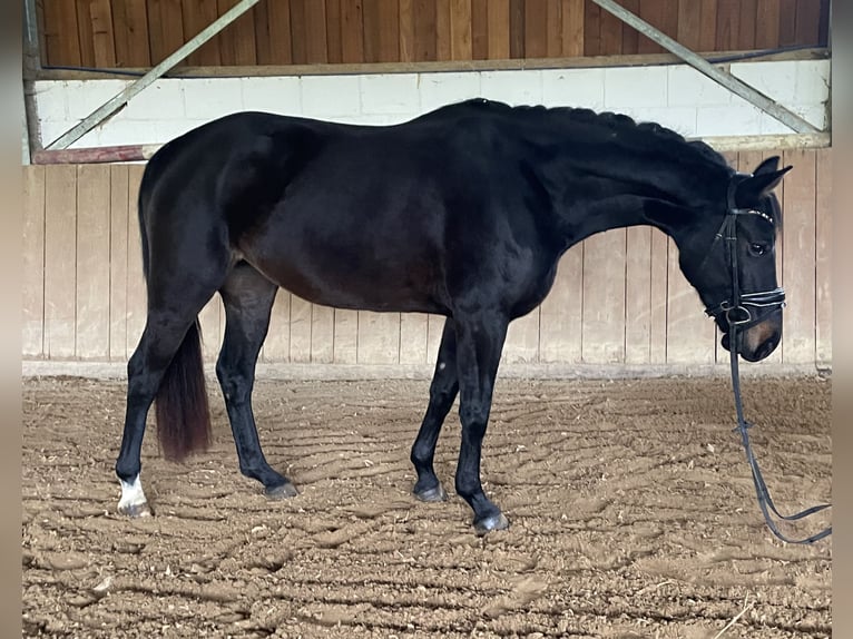 Rijnlander Merrie 5 Jaar 161 cm Zwart in Liebenau