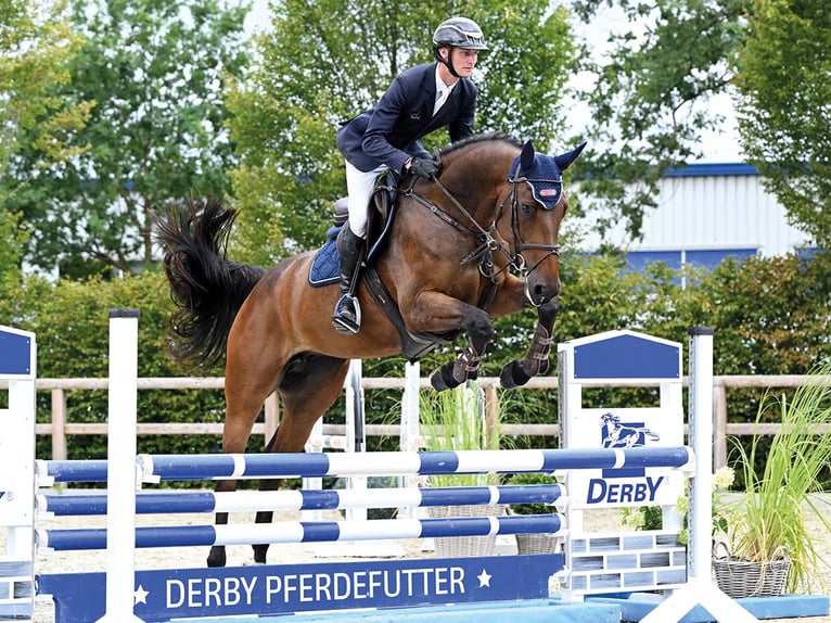 Rijnlander Merrie 5 Jaar 168 cm Bruin in Vechta