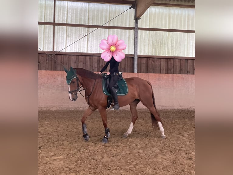 Rijnlander Merrie 6 Jaar 165 cm Vos in Bonn
