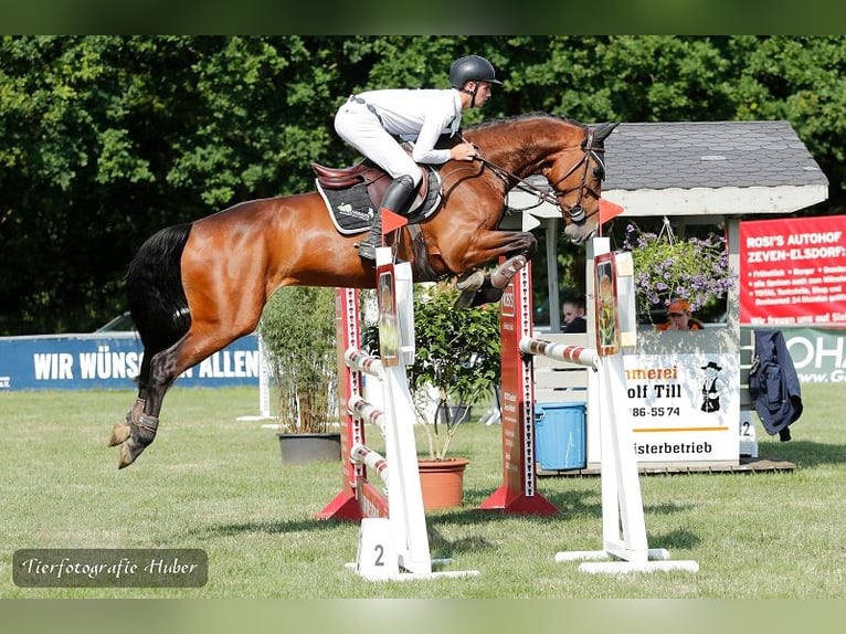 Rijnlander Merrie 6 Jaar 166 cm Bruin in Buxtehude