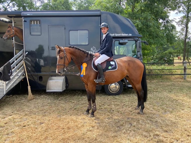 Rijnlander Merrie 6 Jaar 166 cm Bruin in Buxtehude