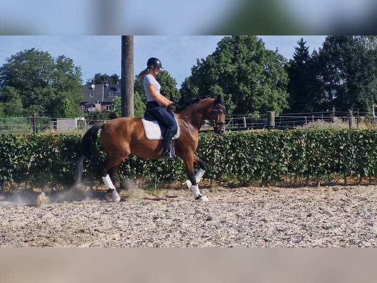 Rijnlander Merrie 6 Jaar 167 cm Bruin in Mönchengladbach