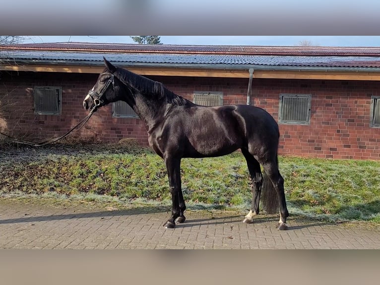 Rijnlander Merrie 6 Jaar 167 cm Zwart in Dörverden