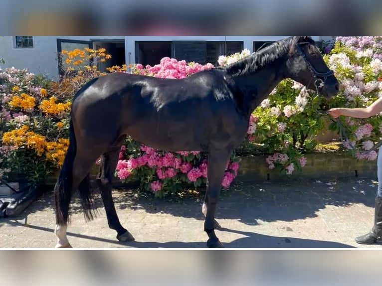Rijnlander Merrie 6 Jaar 167 cm Zwartbruin in Lindlar
