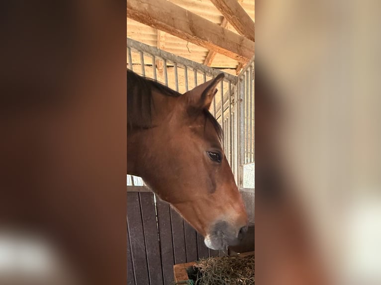 Rijnlander Merrie 6 Jaar 170 cm Donkerbruin in Wegberg