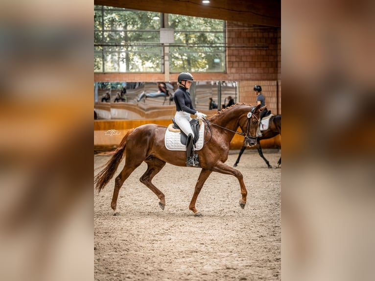 Rijnlander Merrie 6 Jaar 173 cm Donkere-vos in Vettweiß