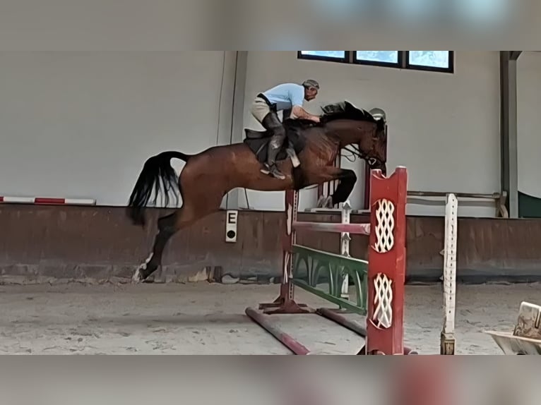 Rijnlander Merrie 6 Jaar 175 cm Bruin in Geisenfeld