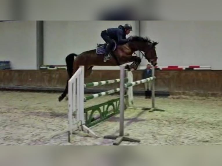 Rijnlander Merrie 6 Jaar 175 cm Bruin in Geisenfeld