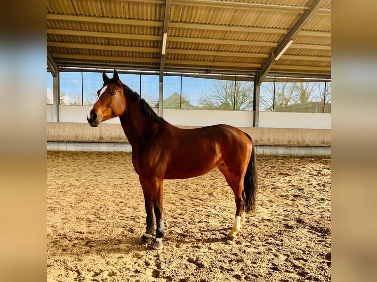 Rijnlander Merrie 7 Jaar 160 cm Bruin in Rommerskirchen
