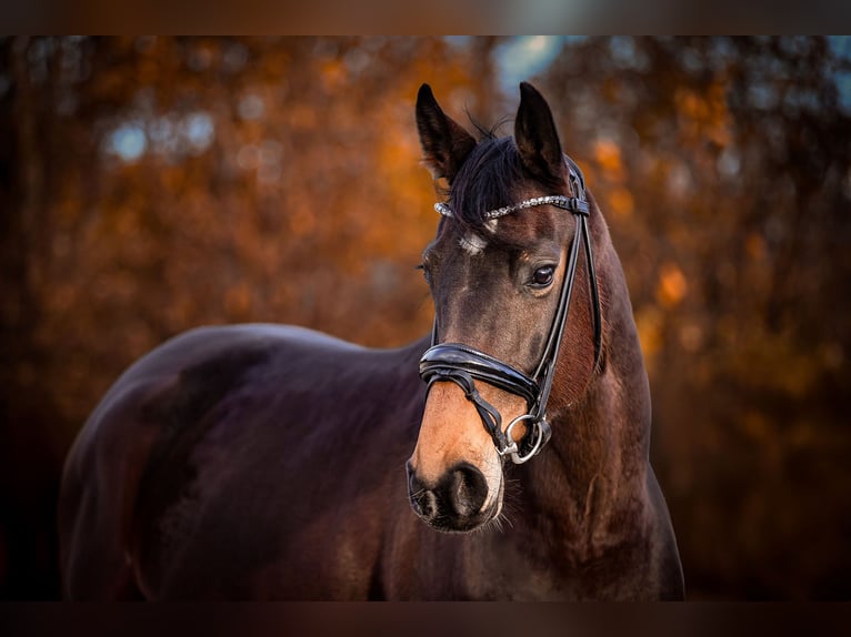 Rijnlander Merrie 7 Jaar 165 cm Bruin in Riedstadt