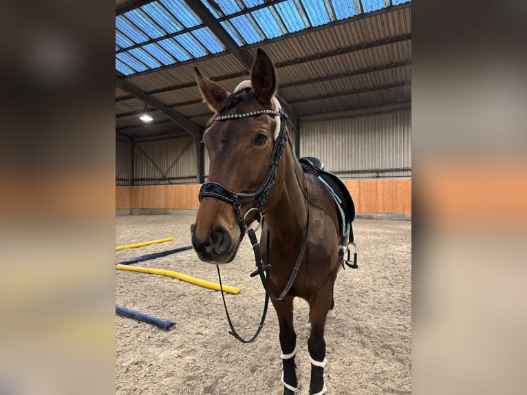 Rijnlander Merrie 7 Jaar 165 cm Bruin in Mettlach