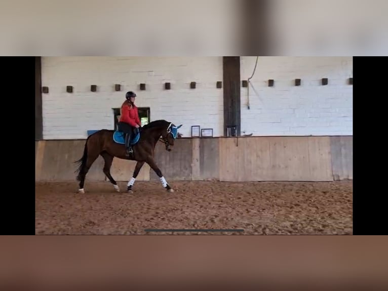 Rijnlander Merrie 7 Jaar 165 cm Bruin in Mettlach