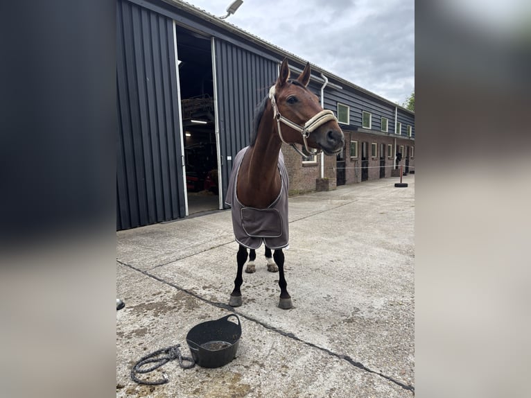 Rijnlander Merrie 7 Jaar 165 cm Bruin in Mettlach