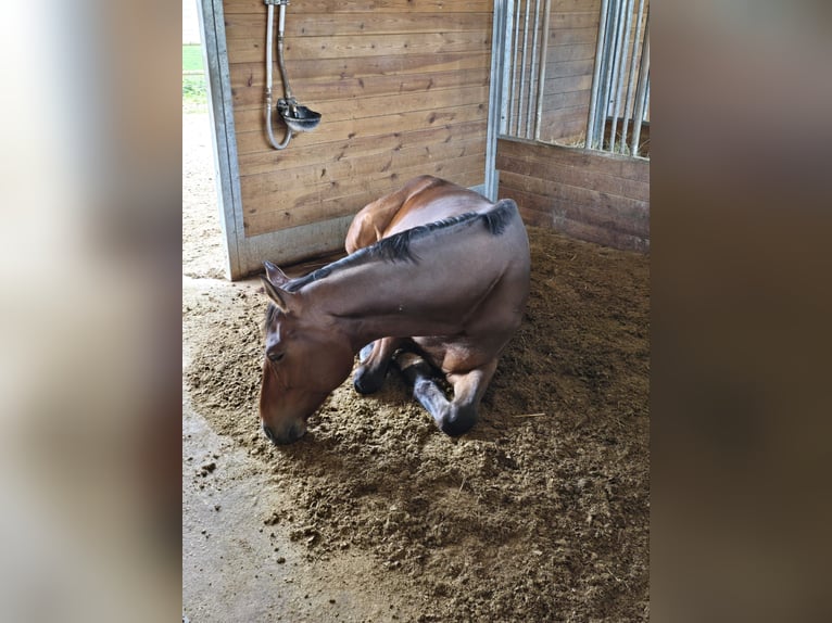 Rijnlander Merrie 7 Jaar 165 cm Bruin in Mettlach