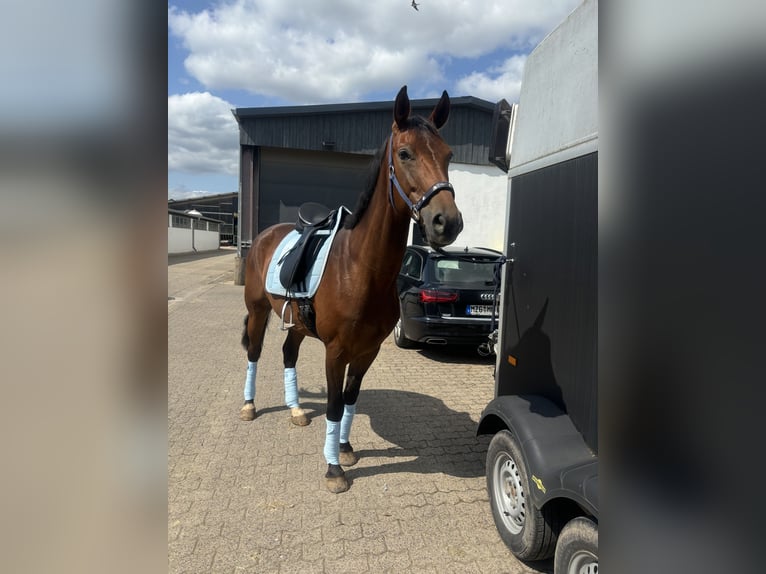 Rijnlander Merrie 7 Jaar 165 cm Bruin in Mettlach