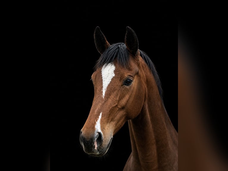 Rijnlander Merrie 7 Jaar 165 cm Bruin in Rehlingen-Siersburg