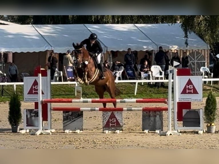 Rijnlander Merrie 7 Jaar 166 cm Vos in Grevenbroich