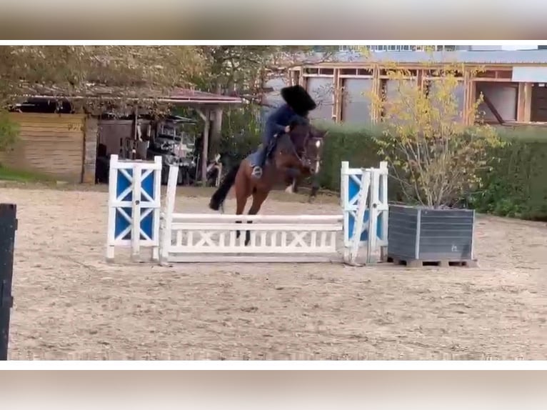 Rijnlander Merrie 7 Jaar 168 cm Bruin in Uerkheim