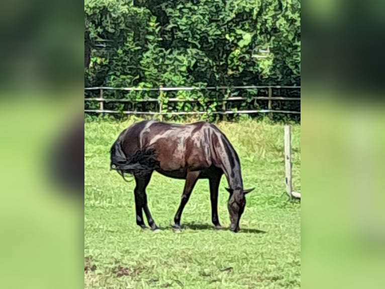 Rijnlander Merrie 7 Jaar 168 cm Zwart in Bergen (Dumme) Bergen