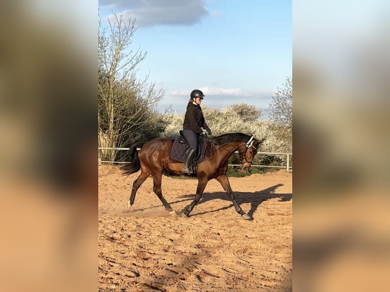 Rijnlander Merrie 8 Jaar 165 cm Bruin in Biringen