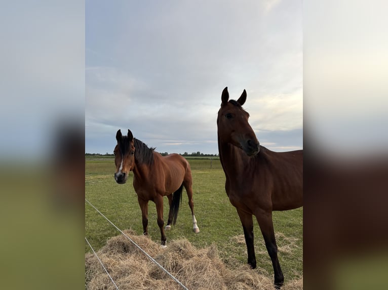 Rijnlander Merrie 8 Jaar 165 cm Bruin in Merzig
