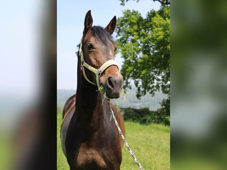 Rijnlander Merrie 8 Jaar 165 cm Donkerbruin in Wetter (Ruhr)