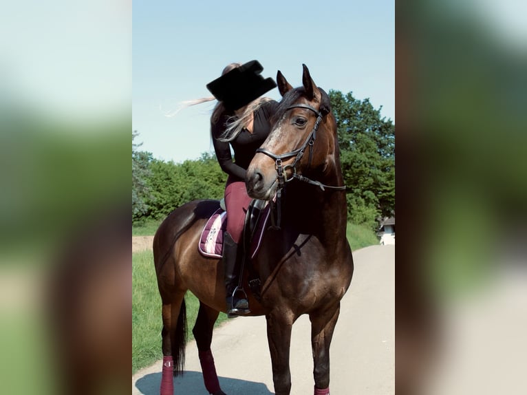 Rijnlander Merrie 8 Jaar 165 cm Donkerbruin in Wetter (Ruhr)