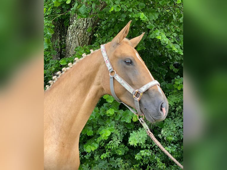 Rijnlander Merrie 8 Jaar 165 cm Palomino in Ihlienworth