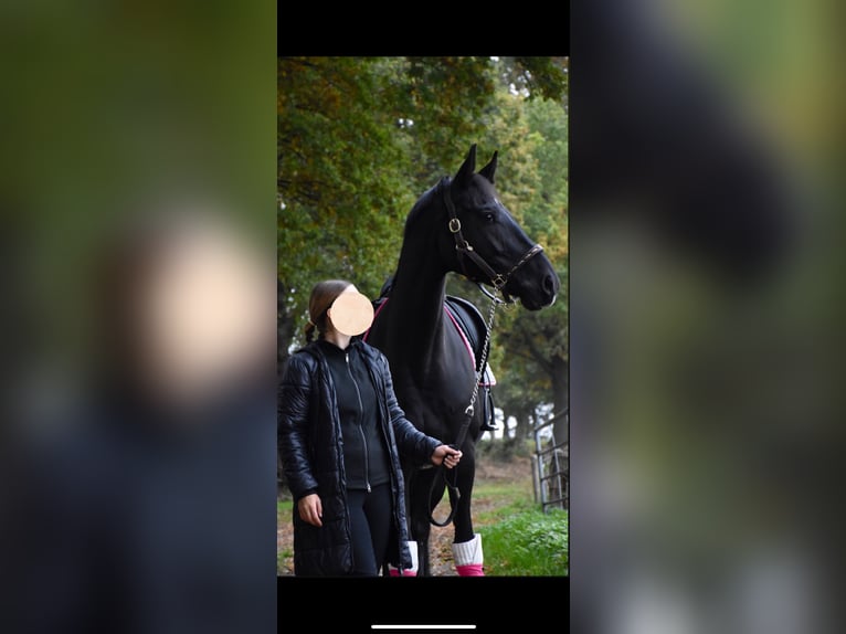 Rijnlander Merrie 8 Jaar 165 cm Zwart in Schermbeck