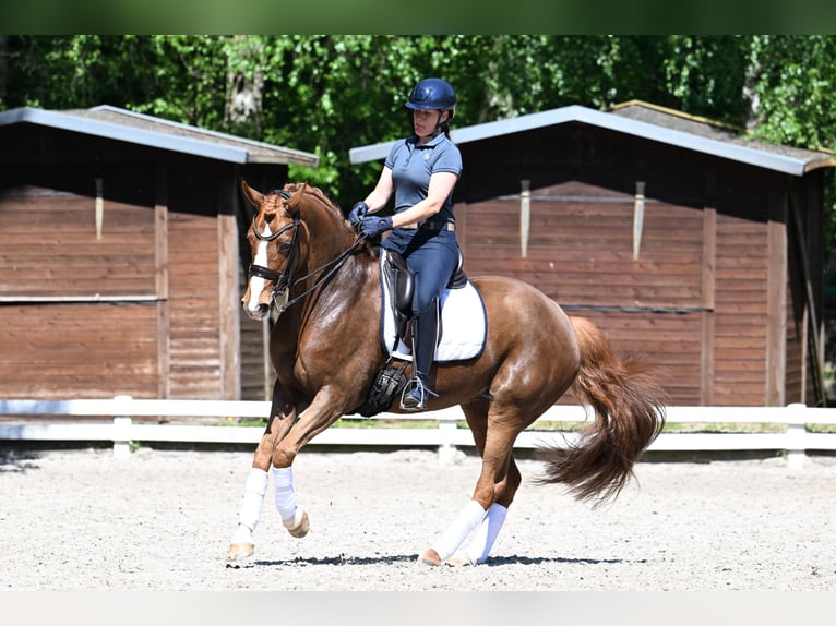 Rijnlander Merrie 8 Jaar 167 cm Vos in KrefeldKrefeld