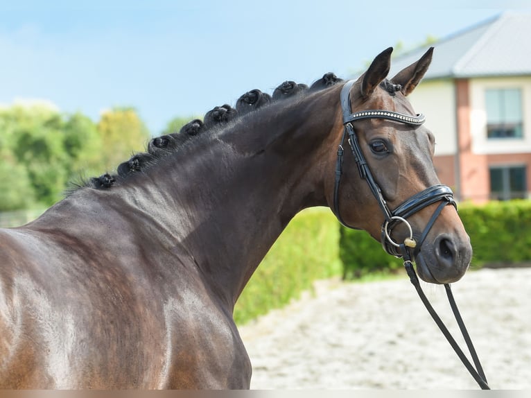 Rijnlander Merrie 8 Jaar 168 cm Donkerbruin in Tiddische