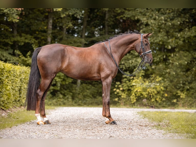 Rijnlander Merrie 8 Jaar 168 cm Donkere-vos in Wehringen