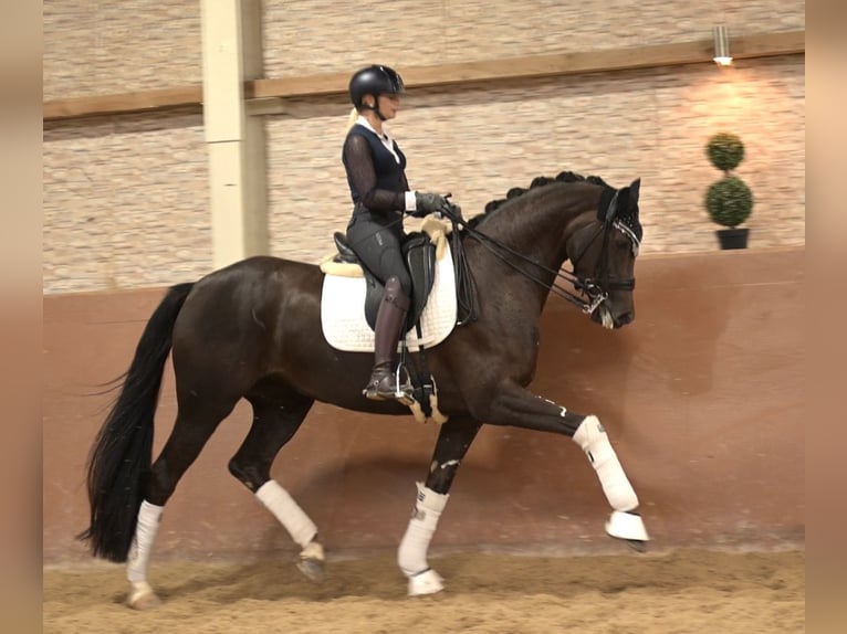 Rijnlander Merrie 8 Jaar 168 cm Donkere-vos in Wehringen
