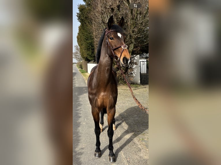 Rijnlander Merrie 9 Jaar 162 cm Bruin in Baesweiler