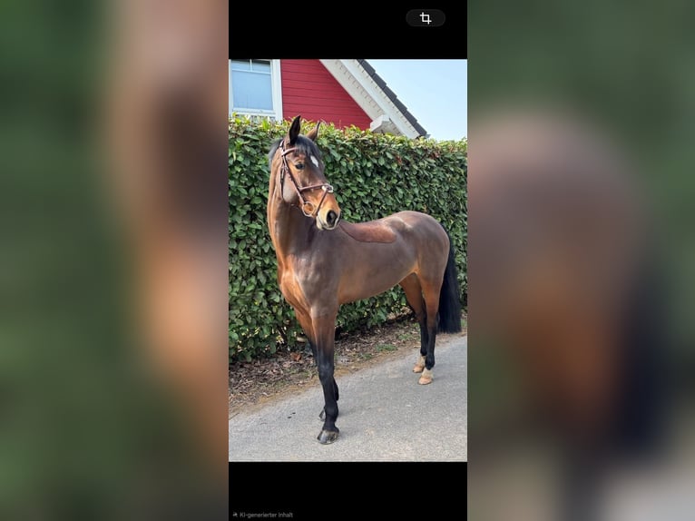 Rijnlander Merrie 9 Jaar 162 cm Bruin in Eschweiler