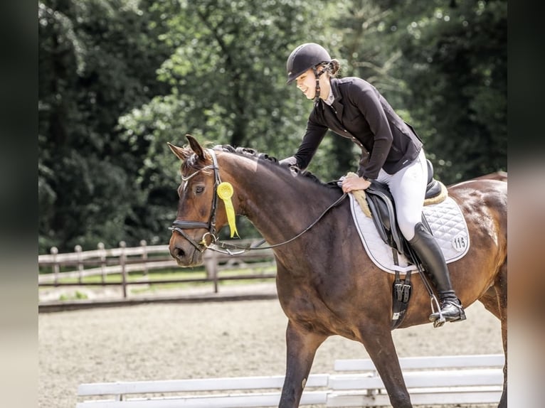 Rijnlander Merrie 9 Jaar 167 cm Donkerbruin in Ganderkesee