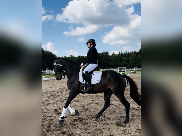 Rijnlander Merrie 9 Jaar 167 cm Donkerbruin in Ganderkesee