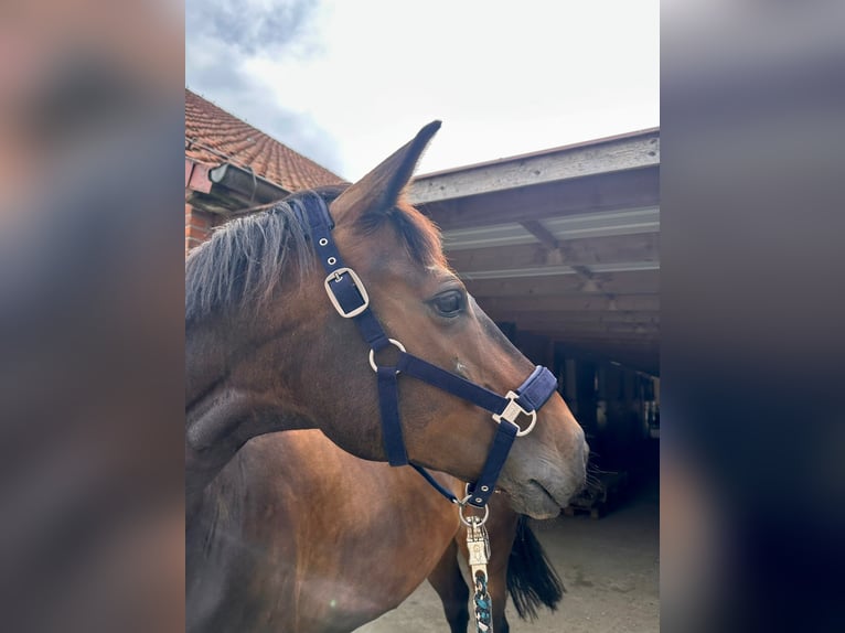 Rijnlander Merrie 9 Jaar 167 cm Donkerbruin in Ganderkesee