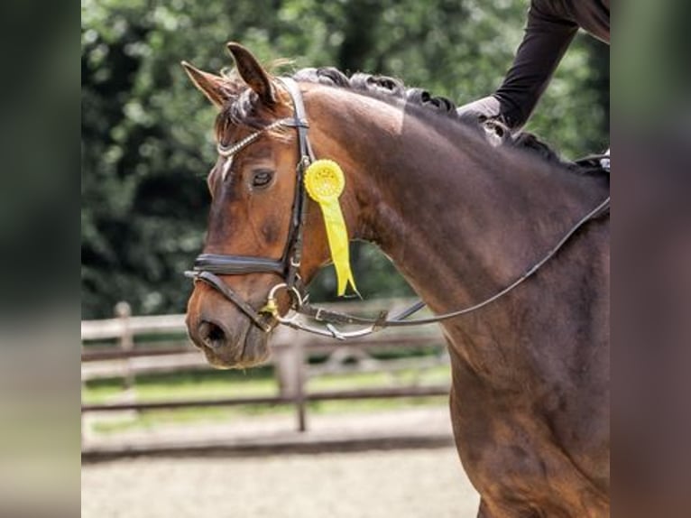 Rijnlander Merrie 9 Jaar 168 cm Donkerbruin in Ganderkesee