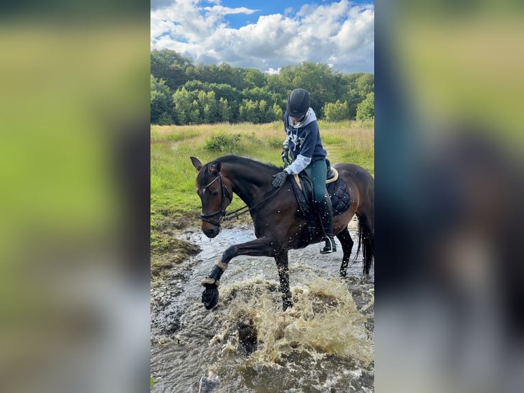 Rijnlander Merrie 9 Jaar 168 cm Donkerbruin in Ganderkesee
