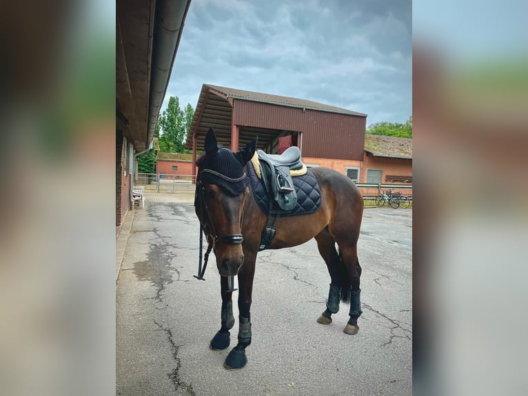 Rijnlander Merrie 9 Jaar 168 cm Donkerbruin in Ganderkesee