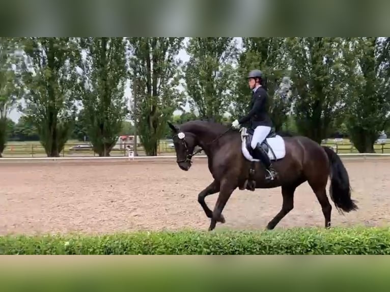Rijnlander Merrie 9 Jaar 168 cm Zwart in Dortmund