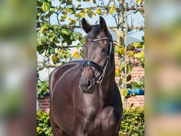 Rijnlander Merrie 9 Jaar 172 cm Donkerbruin in Goch