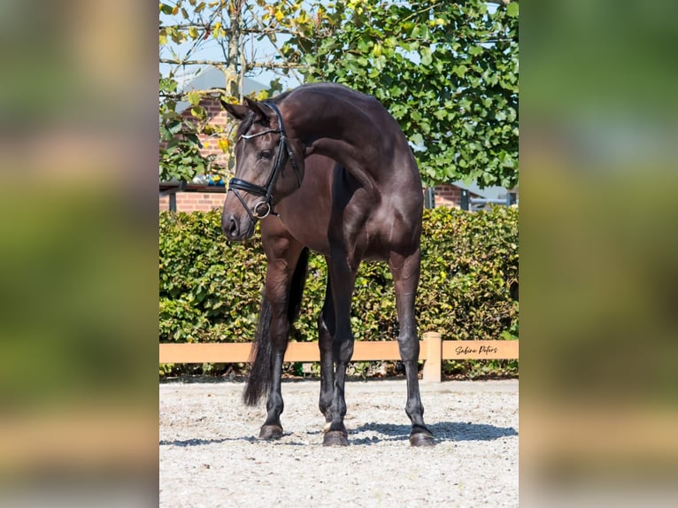 Rijnlander Merrie 9 Jaar 172 cm Donkerbruin in Goch