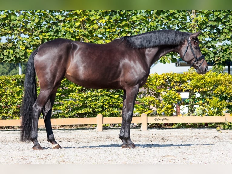 Rijnlander Merrie 9 Jaar 172 cm Donkerbruin in Goch