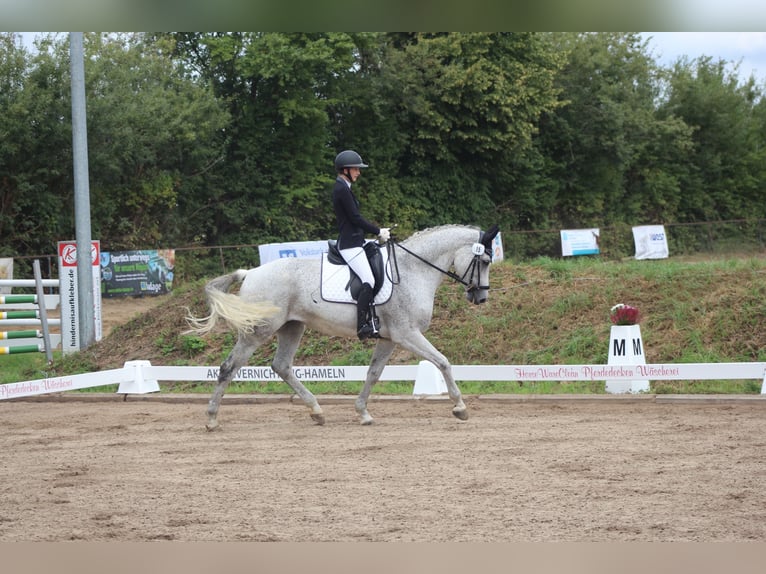 Rijnlander Merrie 9 Jaar 174 cm Schimmel in Lauenau Lauenau