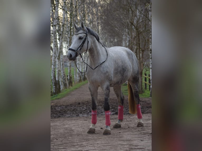 Rijnlander Merrie 9 Jaar Vliegenschimmel in Lauenau Lauenau