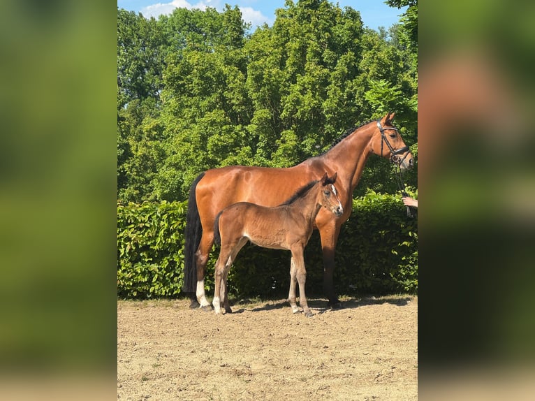 Rijnlander Merrie Veulen (03/2025) 170 cm Bruin in Heinsberg