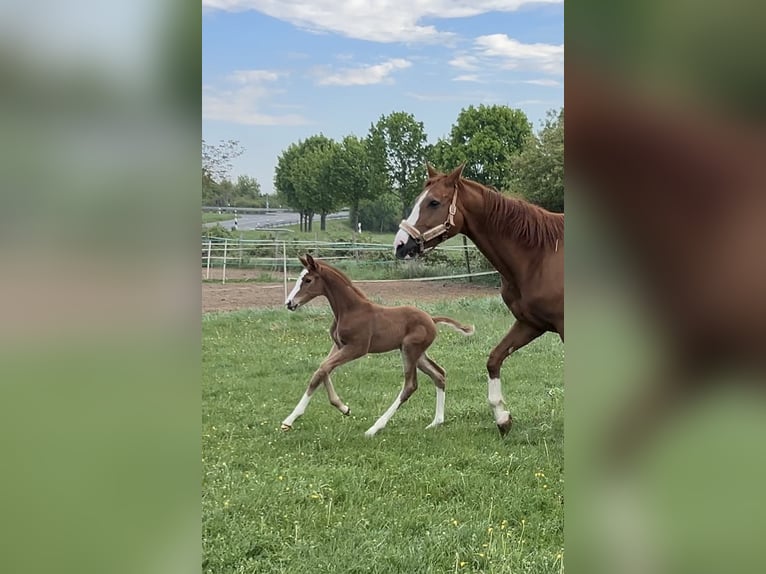 Rijnlander Merrie  172 cm Donkere-vos in B&#xFC;ttelborn